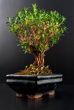 Bonsai in a ceramic pot isolated on black background