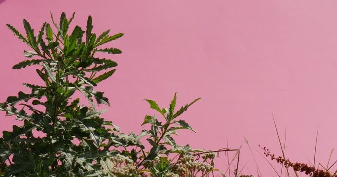 Chromakey Alfa Chanal Technique Used With Field Grass Dangling in the Wind, Being Shot in an Original Way, With Light Violet Background