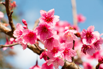 colorful of cherry Blossom and green leaf with sun light,