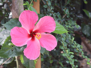 Obraz premium Pink hibiscus in the garden