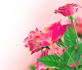 Fototapeta premium Beautiful Pink Rose Border