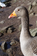 female pilgrim goose