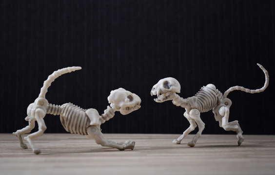 Skeleton dog and skeleton cat
