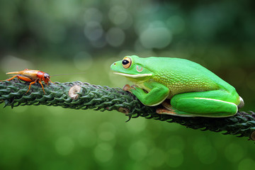 Whitelips tree frog