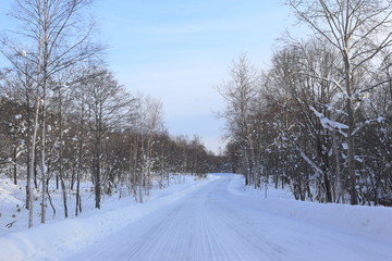 森の中を続く道