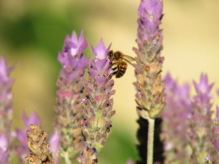 Abejas en flor