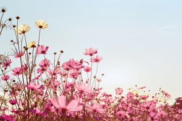 Poster Im Rahmen Pink of cosmos flower field. Sweet and love concept - vintage nature background © jakkapan