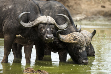 Buffle d'Afrique, Syncerus caffer, Parc national Kruger, Afrique du Sud