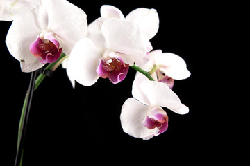 Fototapeta na wymiar exotic white orchids on a black background Phaleonopsis
