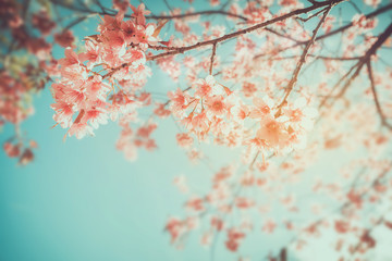 Beautiful vintage sakura tree flower (cherry blossom) in spring. retro color tone style.