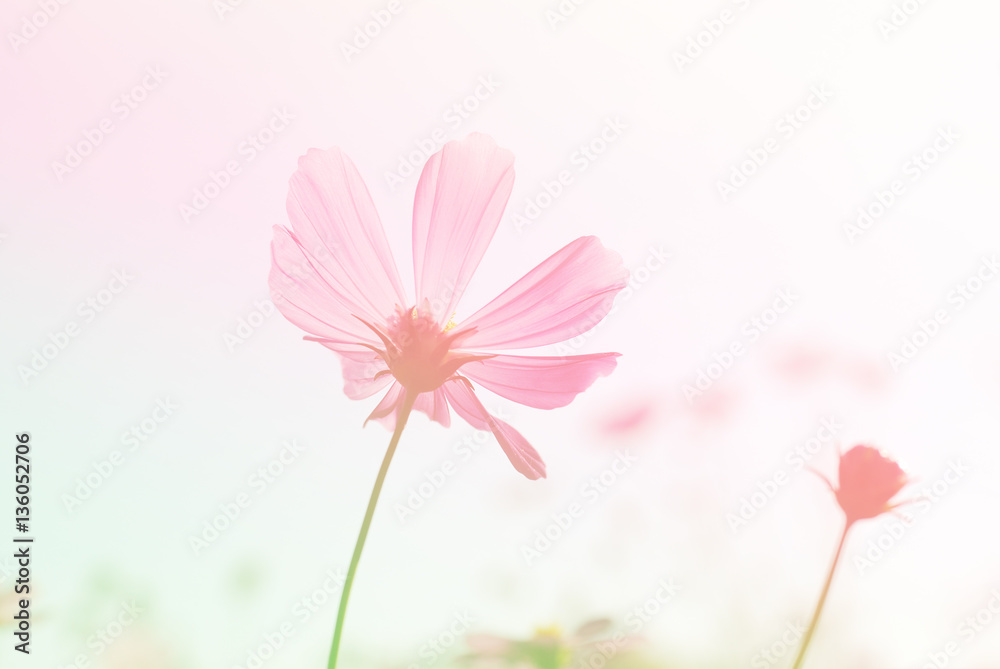 Wall mural pink cosmos flower garden in full bloom.
