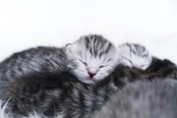 Newborn kittens striped. Blind kittens British, Scottish cat