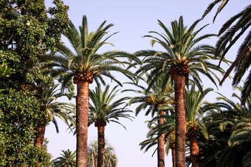 Palm trees in the park in close up