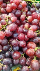 agriculture product