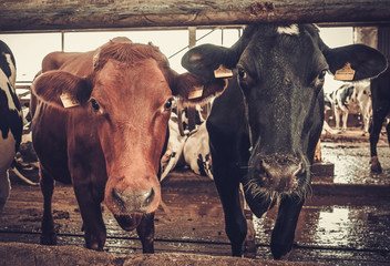 Cows in the cowshed in dairy farm