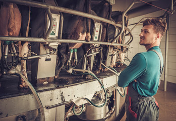Friendly farmer milking cows at dairy farm