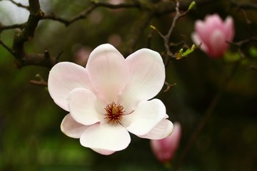 Naklejka na ściany i meble Magnolia blossoms