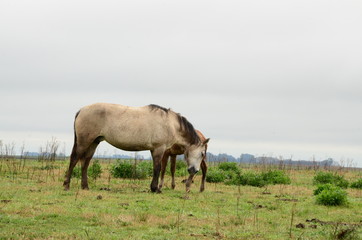 Caballos Criollos