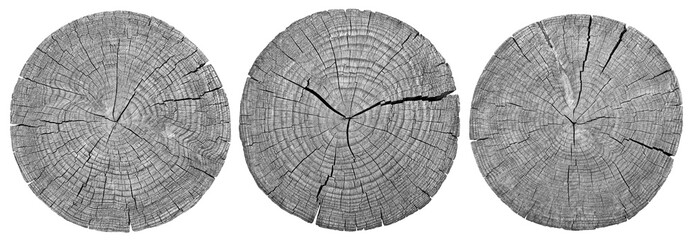 Cross section of tree trunk showing growth rings on white background. wood texture. set - obrazy, fototapety, plakaty