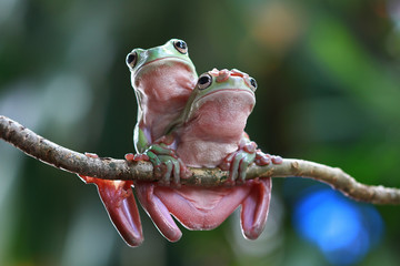 Dumpy frog