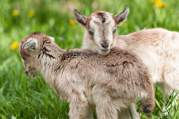 two cute little gray goats on the summer meadow