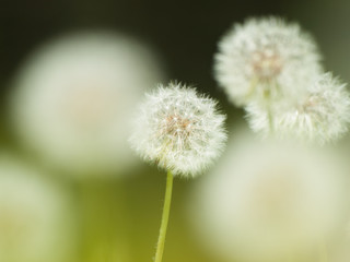 a group of dandelion puff タンポポの綿毛の群れクローズアップ