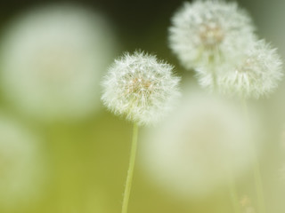 a group of dandelion puff タンポポの綿毛の群れクローズアップ