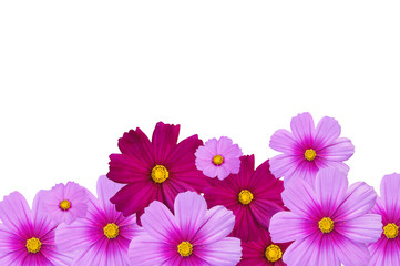 Flower Isolated on white background. Pink Flowers frames on white background.