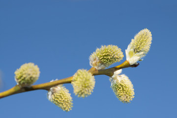 Willow Catkins Against Blue Sky