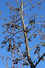 Baum: Kahle Erle im Winter