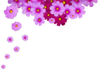 Fototapeta na wymiar Flower Isolated on white background. Pink Flowers frames on white background.