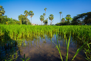 farm land, rice and coconut tree in thailand