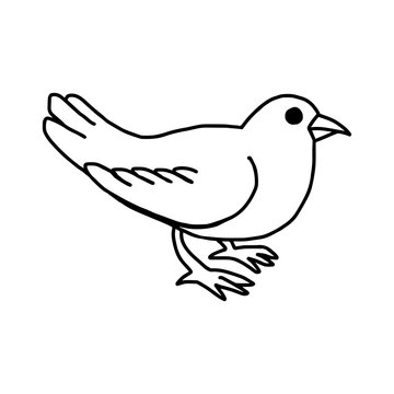 vector illustration hand drawn sketch of dove isolated on white background