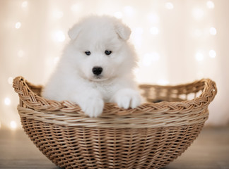 white puppy Samoyed