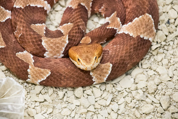 Mocassin à tête cuivrée