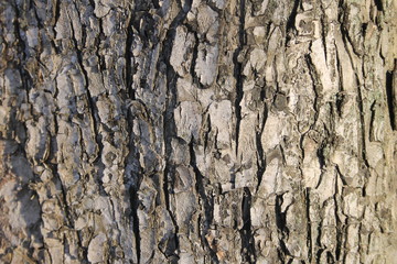 texture tree