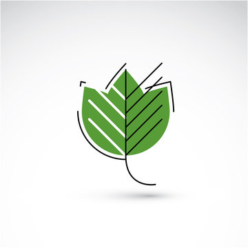 Spring maple tree leaf, botany and eco flat image. Vector illust