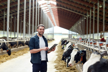 young man with tablet pc and cows on dairy farm