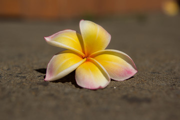 plumeria lower on the ground