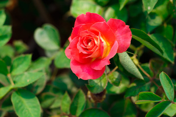 Roses in valentines day.