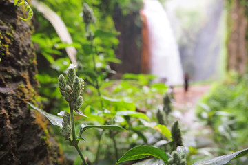 Plant in forest