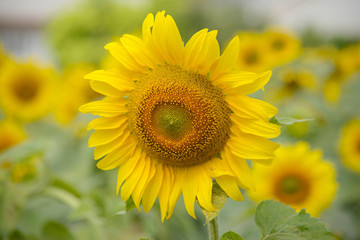 Obraz premium Sunflower field