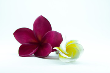 plumeria flower with isolate