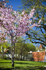 Sakura in Tallinn