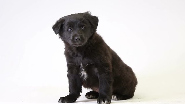 puppy black howl  isolated on a white screen