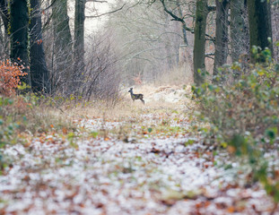 Alert roe deer standing on path in winter forest.