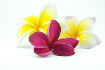 plumeria flower with isolate