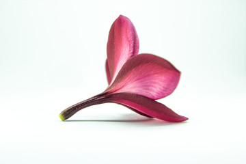 plumeria flower with isolate