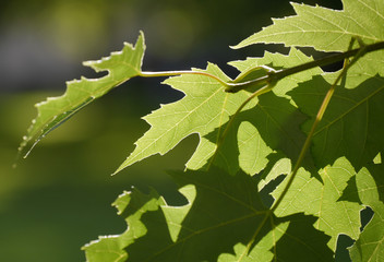 Tree leaves with leaf shadows