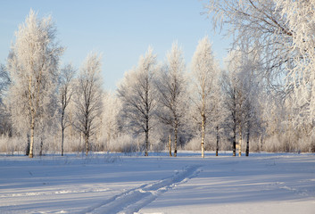 Fototapeta na wymiar Winter landscape with snow covered trees .